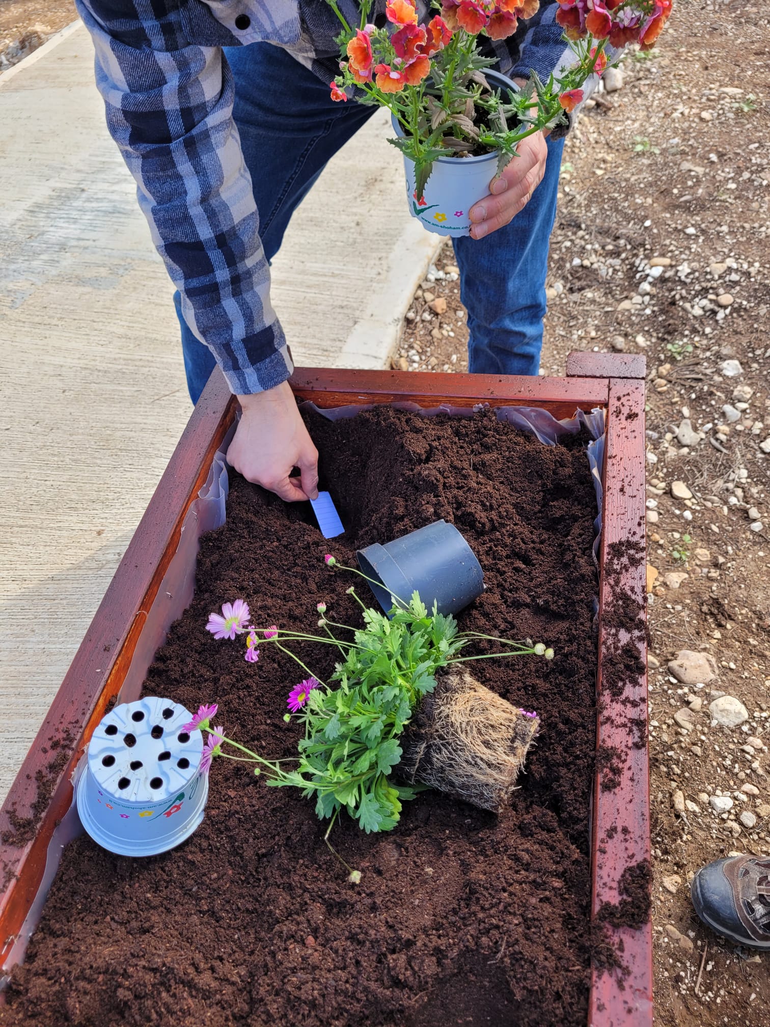 Planting flowers into a finished wooden raised bed